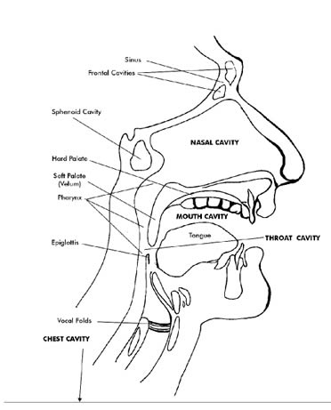 Throat Diagram